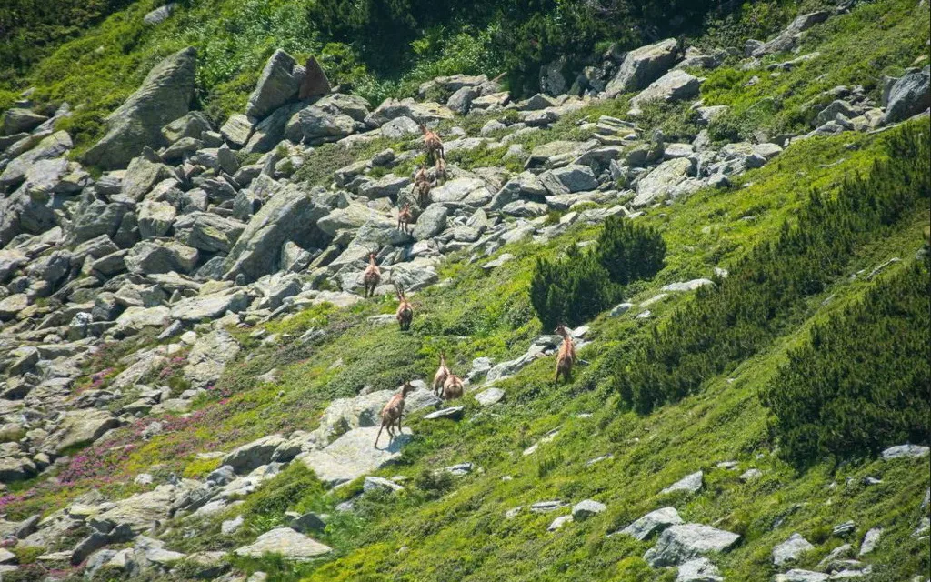 Zergék a Radnai-havasokban