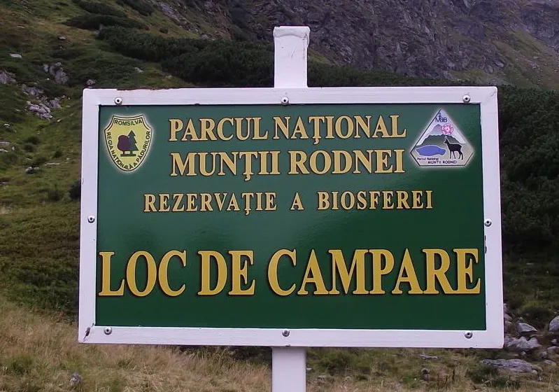 Pillás kőtörőfű a Radnai-havasokban